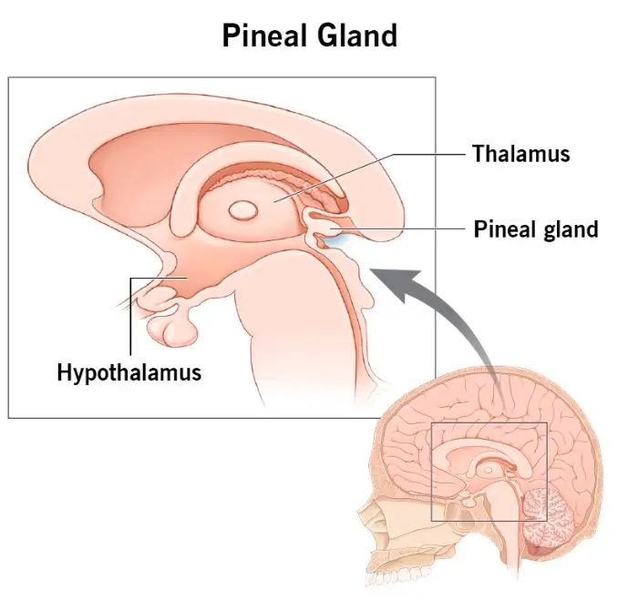 PinealGland